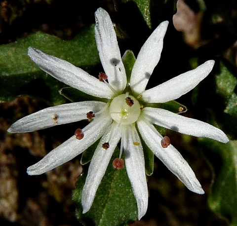 {Stellaria pubera}